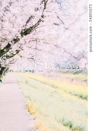 Toyokawa Sanagawa Cherry blossoms 54805073