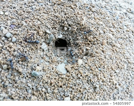 There is an ant's burrow on the ground There is an ant's burrow on the ground 54805997
