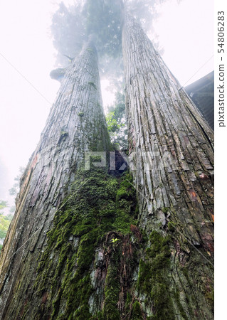 亞達特雪松(垂直)1 亞達特雪松(垂直)1 54806283