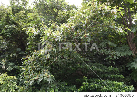 紅豆樹花 54806390