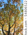 Beech autumn leaves 54806522