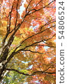 Scenery of autumn leaves 54806524