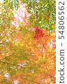 Scenery of autumn leaves 54806562
