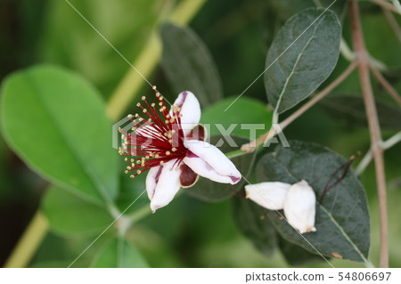 菠蘿番石榴花 又名 Feijoa Pretty Green 照片素材 圖片 圖庫