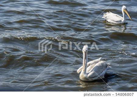 Migratory Pelican Bird on Lake Anasagar in Ajmer. 54806807