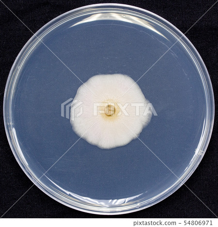Aureobasidium aureobadidium aureobadidium medium Ascomycete culture for 10 days 54806971