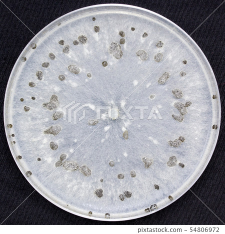 Botrytis cinerea Gray mold fungus Gray mold fungus Colony Medium Ascomycete culture for 10 days 54806972