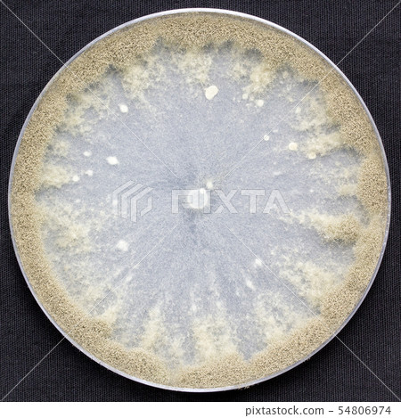 Botrytis cinerea Gray mold fungus Gray mold fungus Colony Medium Ascomycete culture for 10 days Botrytis cinerea Gray mold fungus Gray mold fungus Colony Medium Ascomycete culture for 10 days 54806974