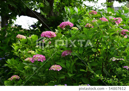 Flower, Hydrangea, red, light red @ Akasaka Park, Minami Ward, Sakai City, Osaka Prefecture Flower, Hydrangea, red, light red @ Akasaka Park, Minami Ward, Sakai City, Osaka Prefecture 54807612