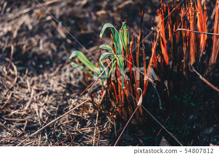 Young green sapling planting burning trees Young green sapling planting burning trees 54807812