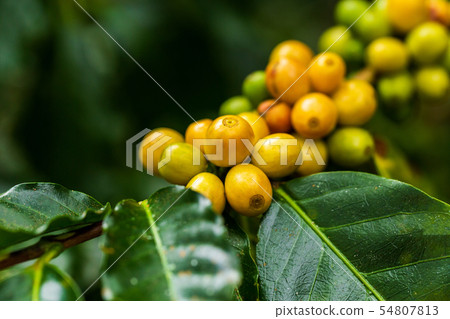Arabica coffee beans color yellow CatiMor ripening 54807813