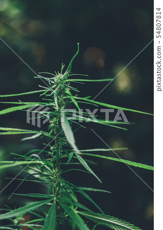 cannabis on a Black background cannabis on a Black background 54807814