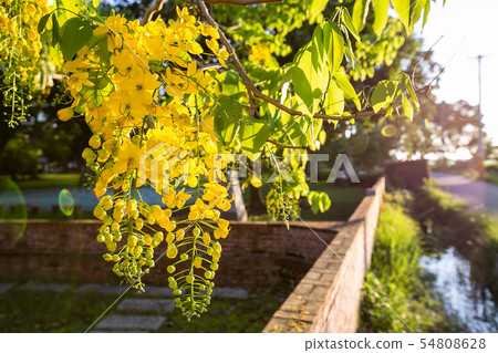 臺灣臺南白河阿勃勒Asia, Taiwan, Tainan White River Flowers 臺灣臺南白河阿勃勒Asia, Taiwan, Tainan White River Flowers 54808628