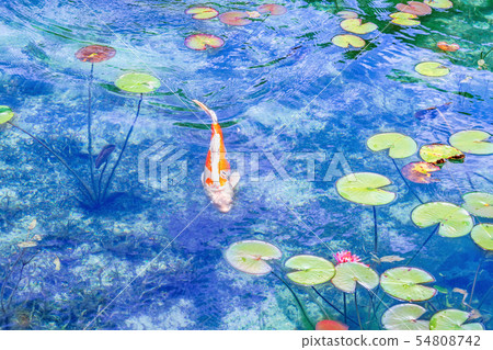 Nameless pond Monet's pond moss Nameless pond Monet's pond moss 54808742