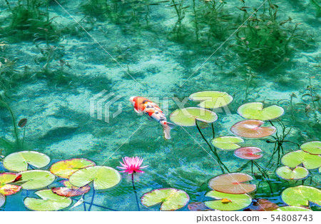 Nameless pond Monet's pond moss 54808743