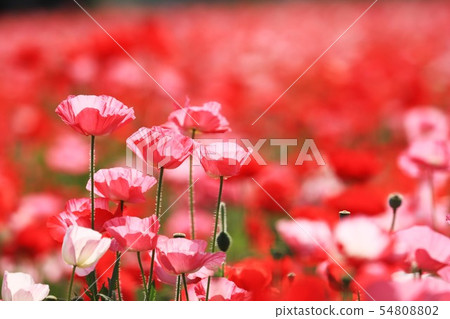 罌粟9948 罌粟9948 54808802