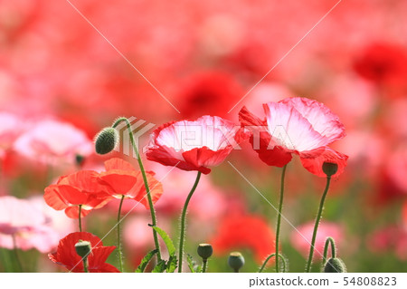 罌粟9974 罌粟9974 54808823