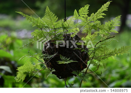 Fern ball Fern ball 54808975