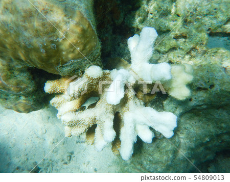 珊瑚的漂白現象 54809013