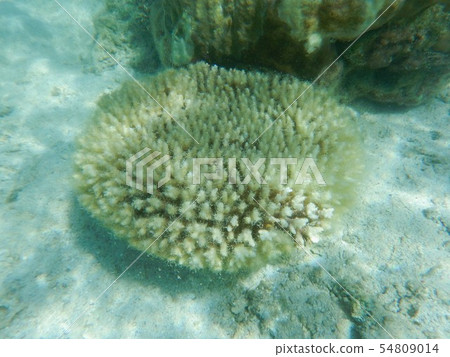 珊瑚的漂白現象 54809014