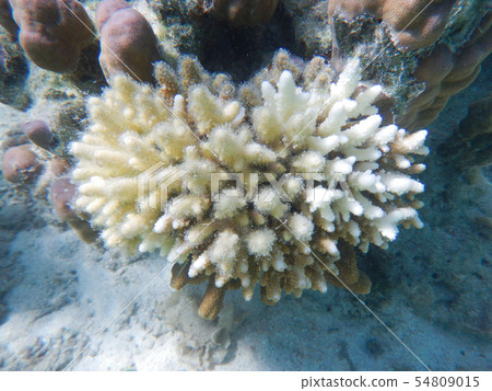 珊瑚的漂白現象 54809015