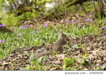 Japanese squirrel eating young leaves Japanese squirrel eating young leaves 54809095