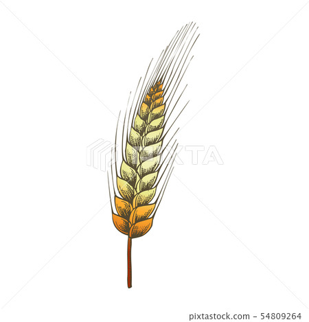 Color Designed Agriculture Grain Wheat Ripe Spike Vector 54809264