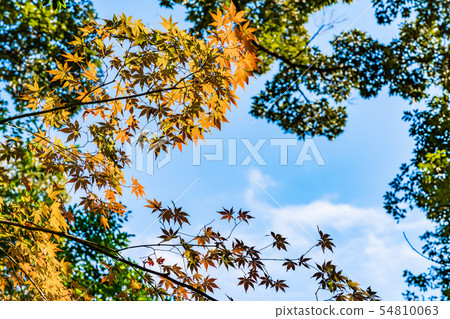 Autumn leaves image Autumn leaves image 54810063