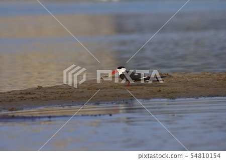 Indian Skimmer, National Chambal Sanctuary 54810154