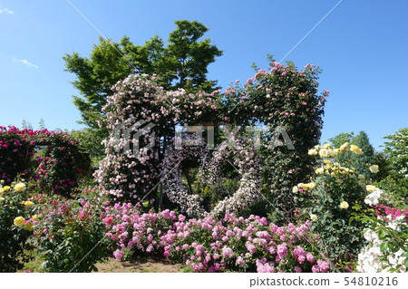 玫瑰心形拱 玫瑰心形拱 54810216