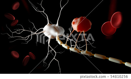 3d Illustration of Neuron anatomy, infographic 3d Illustration of Neuron anatomy, infographic 54810256
