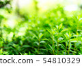 Overgrown plants and sunbeams 54810329