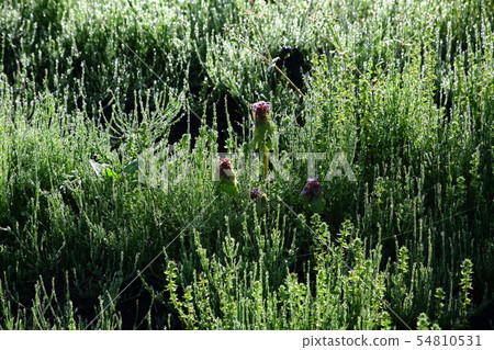 Morning dew of the horsetail and the sea urchin Morning dew of the horsetail and the sea urchin 54810531
