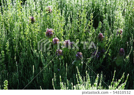 Morning dew of the horsetail and the sea urchin Morning dew of the horsetail and the sea urchin 54810532