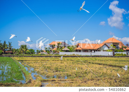herons flying in a row on blue sky background herons flying in a row on blue sky background 54810862