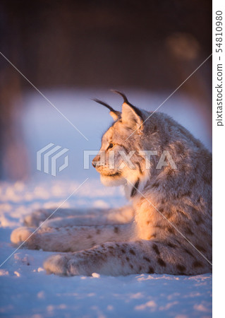 Lynx in the sunset 54810980