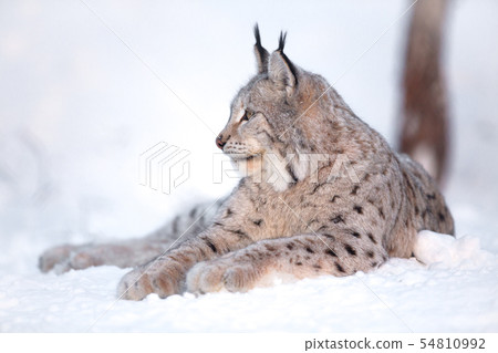 Lynx rests in the snow Lynx rests in the snow 54810992