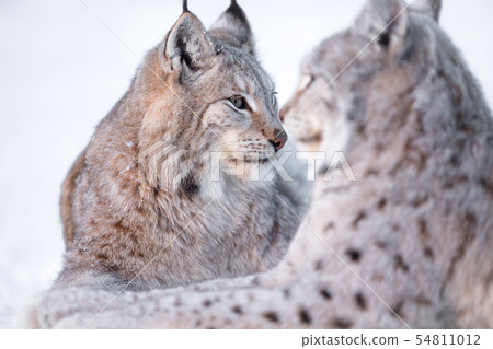 Two lynx rests in the snow 54811012