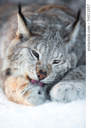 Lynx cleaning paws in snow 54811057