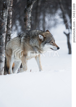 Wolf walks in the snow Wolf walks in the snow 54811089