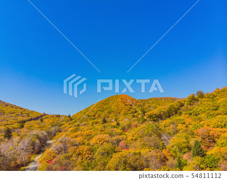 Aerial top down view of autumn forest with green and yellow trees. Mixed deciduous and coniferous Aerial top down view of autumn forest with green and yellow trees. Mixed deciduous and coniferous 54811112