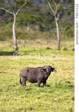 Big buffalo eats grass in idyllic Africa 54811123