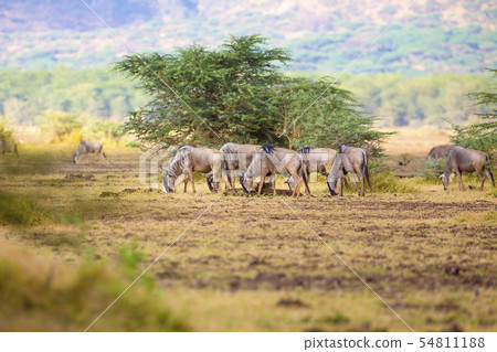 Herd of wildebeests eats grass in Africa 54811188