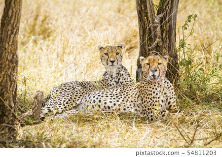 Two wild cheetah rests after meal in Serengeti 54811203