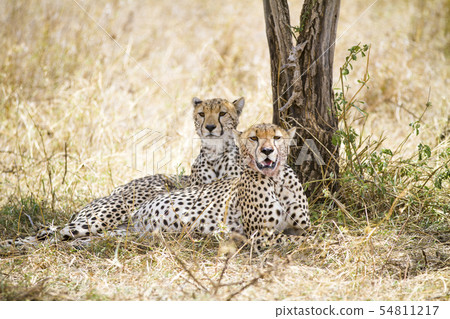 Cheetah rests after meal in Serengeti Cheetah rests after meal in Serengeti 54811217