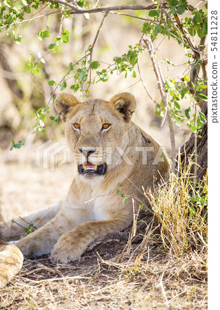 African lioness rests in the shadow African lioness rests in the shadow 54811228