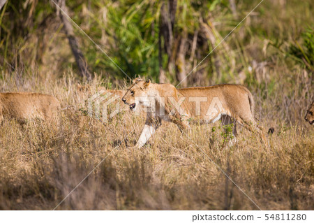 Pride of lions walking in Africa 54811280
