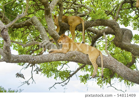 Lions rests in tree a hot day at Serengeti Lions rests in tree a hot day at Serengeti 54811409