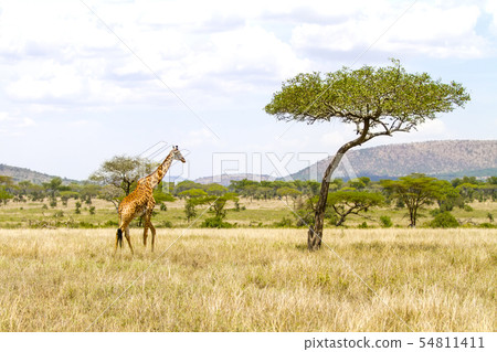 Large giraffe walks at the plains of Africa 54811411