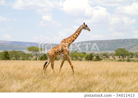 Large giraffe walks at the plains of Africa 54811413